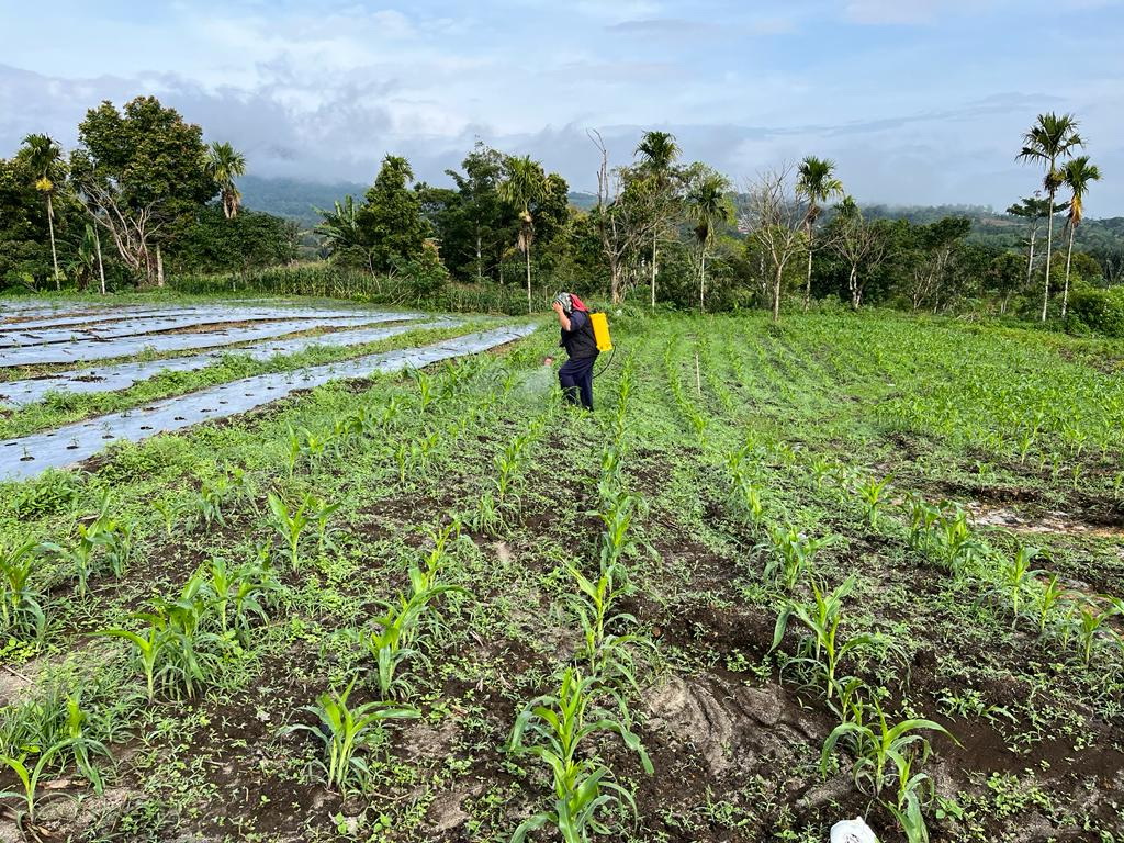 Para petani di kawasan food estate, Desa Ulumerah, Kecamatan Sitellu tali Urang Julu melakukan proses pemupukan dan penyemprotan tanaman jagung di atas areal seluas lima hektar yang telah ditanam jagung pada tahap awal pelaksanaan penanaman Program Ketahanan Pangan Nasional ini.