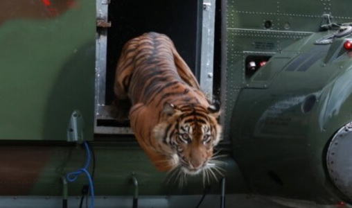 HarimauSumatera Putri Singgulung akhirnya berhasil dilepasliarkan kembali ke habitat aslinya pada tanggal 16 Oktober 2022. Sebelumnya Putri Singgulung sempat dilepasliarkan pada tahun 2020 lalu. Kemudian kembali dievakuasi ke PR-HSD ARSARI pada tahun 2021.