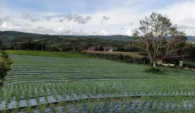 Sejumlah petani dan Penyuluh Pertanian Lapangan dari Dinas Ketahanan Pangan dan Pertanian Kabupaten Pakpak Bharat terlihat mengamati tanaman bawang merah yang kini memasuki usia 25-35 Hari Setelah Tanam (HST).