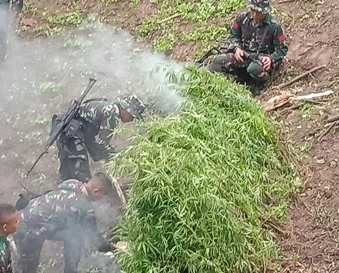Prajurit Korem 023/KS di bawah pimpinan Kasiintel Letkol Inf Budy Suradi, berhasil menemukan 1 hektar ladang ganja siap panen di Desa Sirangkap Kecamatan Panyabungan Timur Kabupaten Mandailing Natal, Selasa (12/9/2023).