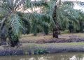 Masih Bersengketa, Lahan Eks HGU PT DMK Malah Dialih Fungsikan Jadi Sawah