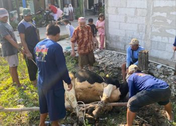 Idul Adha 2026: IKHROM Distribusikan 700 Paket Daging Qurban, Mengalami Peningkatan dari Tahun Lalu