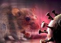 Berpotensi Mematikan, Warga Sumut Diimbau Wapadai Virus Hanta