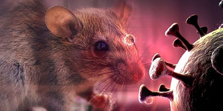 Berpotensi Mematikan, Warga Sumut Diimbau Wapadai Virus Hanta