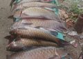 Tambang Emas Ilegal Dilarang di Aek Tambangan, Puluhan Ikan Mera Mati di Lubuk Larangan Tambangan Jae