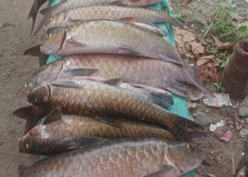 Tambang Emas Ilegal Dilarang di Aek Tambangan, Puluhan Ikan Mera Mati di Lubuk Larangan Tambangan Jae
